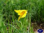 Triggiano: Tulipa Sylvestris
