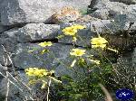 Triggiano: Oxalis pes-caprae l.Acetossella degli oliveti