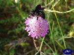 Triggiano: scabiosa columbaria con una vedovina selvatica