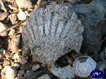Triggiano: Fossili di conchiglia trovati in contrada calcare