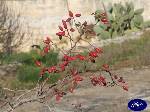 Triggiano: Frutti di Rosa Canina (Rosa selvatica)