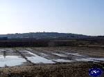 Triggiano: Panoramica del Monte Sannace vista dalla contrada sant'angelo