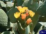 Triggiano: fico d'india in fiore